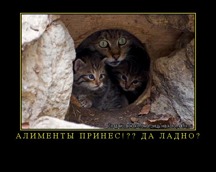 Алименты принес!?? Да ладно? ... Котоматрица: Алименты принес!?? Да ладно?
