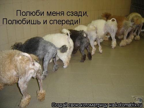 Котоматрица: Полюби меня сзади, Полюбишь и спереди!