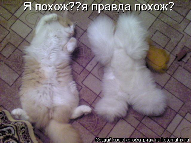 Я похож??я правда похож?... Котоматрица: Я похож??я правда похож?