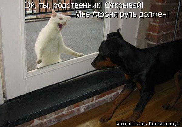 Эй, ты, родственник! Открывай! Мне Афоня рупь должен!... Котоматрица: Эй, ты, родственник! Открывай! Мне Афоня рупь должен!