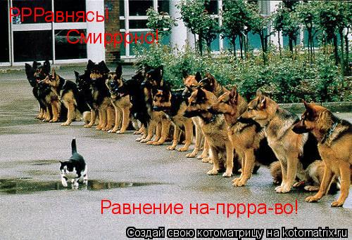 РРРавнясь! Смирррно! Равнение на-пррра-во!... Котоматрица: РРРавнясь! Смирррно! Равнение на-пррра-во!