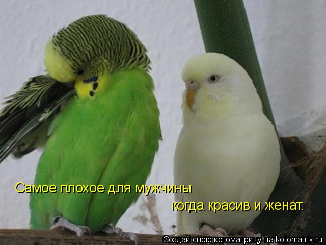 Котоматрица: Самое плохое для мужчины  когда красив и женат.