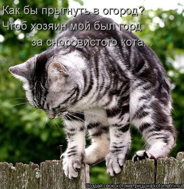 Котоматрица: Как бы прыгнуть в огород? Чтоб хозяин мой был горд за сноровистого кота...