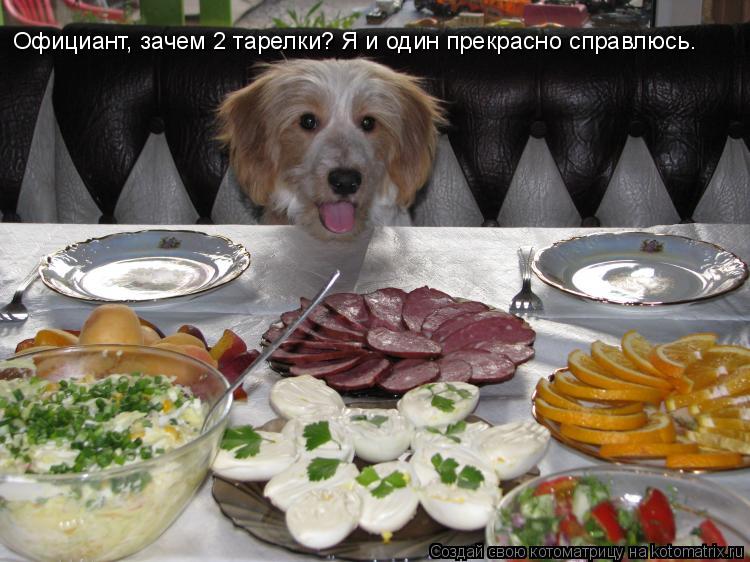 Котоматрица: Официант, зачем 2 тарелки? Я и один прекрасно справлюсь.