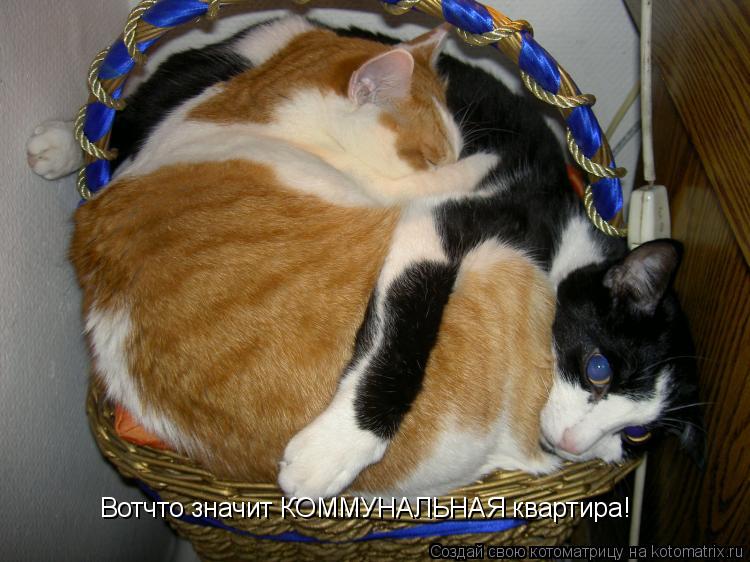 Котоматрица: Вотчто значит КОММУНАЛЬНАЯ квартира!