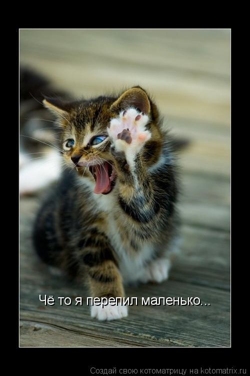 Котоматрица: Чё то я перепил маленько...