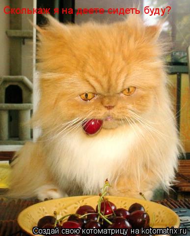 Котоматрица: Сколькаж я на деете сидеть буду?