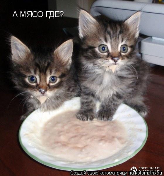 Котоматрица: А МЯСО ГДЕ?