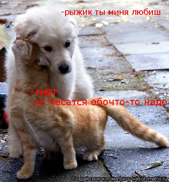 Котоматрица: -рыжик ты миня любиш -нет но чесатся обочто-то надо