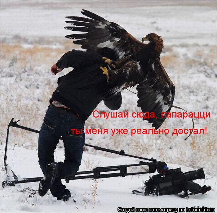 Котоматрица: Слушай сюда, папарацци  ты меня уже реально достал!