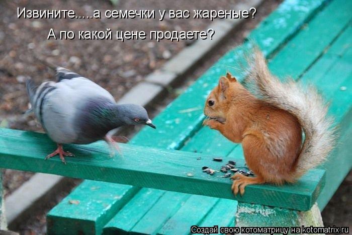 Котоматрица: Извините.....а семечки у вас жареные? А по какой цене продаете?