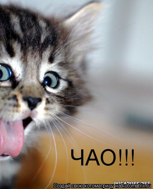 Котоматрица: ЧАО!!!
