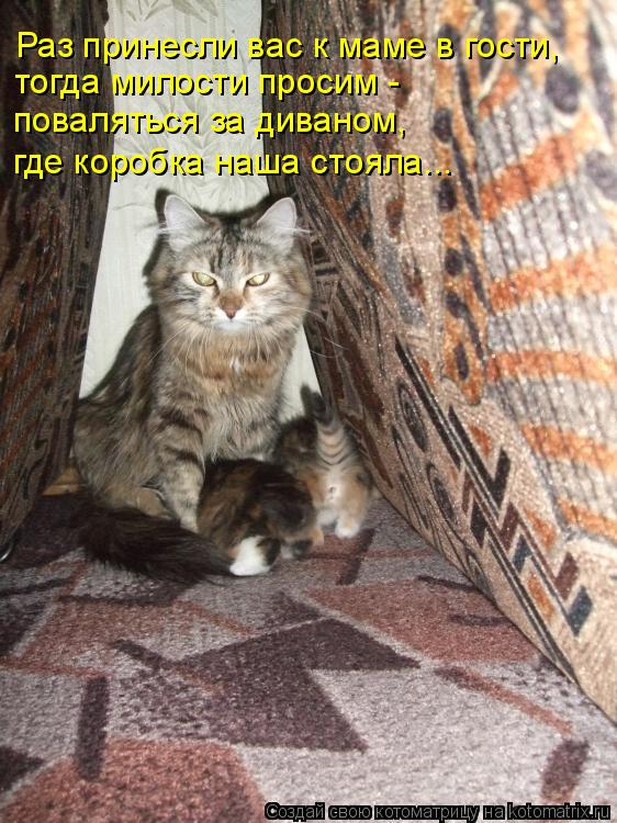 Котоматрица: Раз принесли вас к маме в гости, тогда милости просим - поваляться за диваном, где коробка наша стояла...