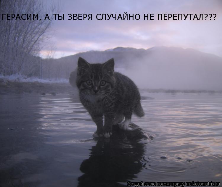 Котоматрица: ГЕРАСИМ, А ТЫ ЗВЕРЯ СЛУЧАЙНО НЕ ПЕРЕПУТАЛ??? ГЕРАСИМ, А ТЫ ЗВЕРЯ СЛУЧАЙНО НЕ ПЕРЕПУТАЛ???