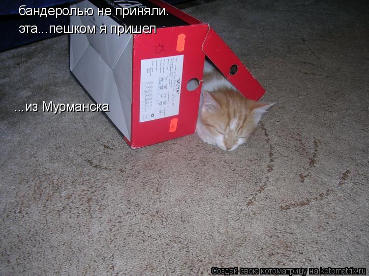 Котоматрица: бандеролью не приняли. эта...пешком я пришел ...из Мурманска
