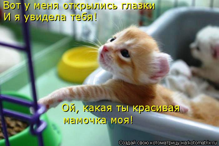 Котоматрица: Вот у меня открылись глазки И я увидела тебя! Ой, какая ты красивая мамочка моя!