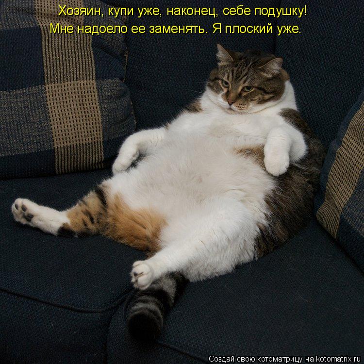 Котоматрица: Хозяин, купи уже, наконец, себе подушку! Мне надоело ее заменять. Я плоский уже.