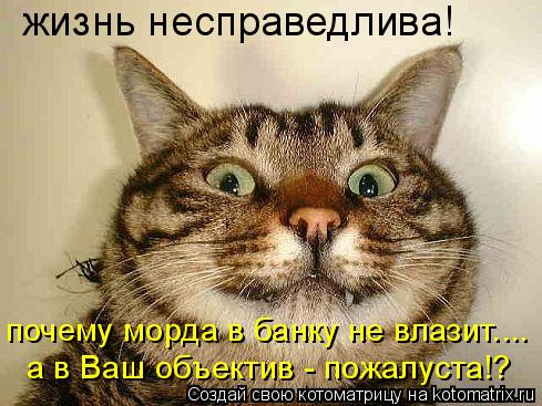 Котоматрица: жизнь несправедлива! почему морда в банку не влазит.... а в Ваш объектив - пожалуста!?