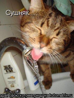 Сушняк........ Котоматрица: Сушняк.....