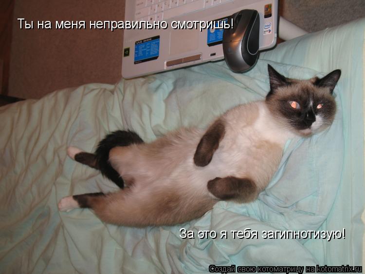 Котоматрица: Ты на меня неправильно смотришь! За это я тебя загипнотизую!