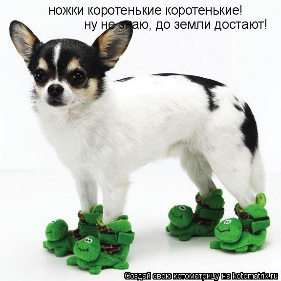 ножки коротенькие коротенькие! ну не знаю, до земли достают!... Котоматрица: ножки коротенькие коротенькие! ну не знаю, до земли достают!
