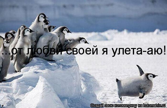 ...от любви своей я улета-аю!... Котоматрица: ...от любви своей я улета-аю!