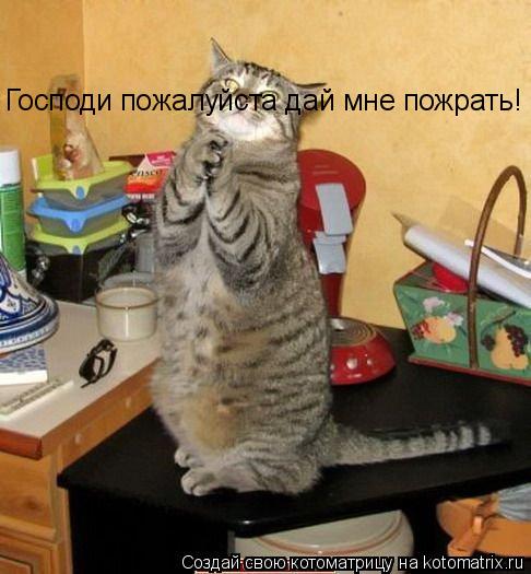 Господи пожалуйста дай мне пожрать!... Котоматрица: Господи пожалуйста дай мне пожрать!