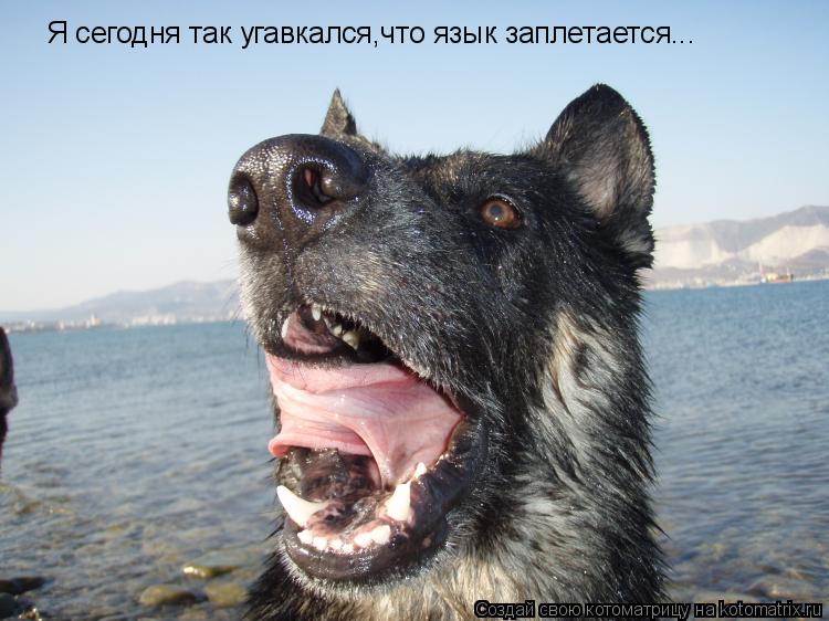 Я сегодня так угавкался,что язык заплетается...... Котоматрица: Я сегодня так угавкался,что язык заплетается...