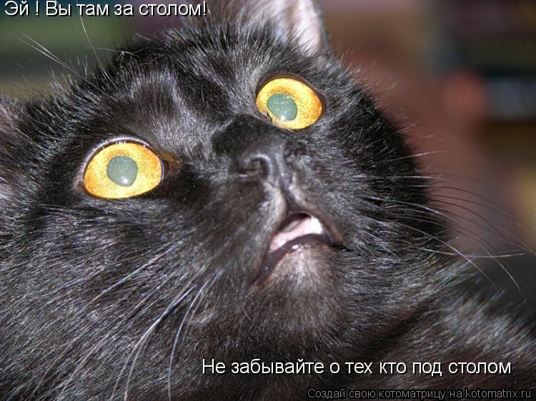 Котоматрица: Эй ! Вы там за столом! Не забывайте о тех кто под столом