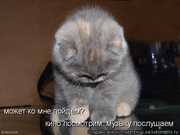 Котоматрица: может ко мне пойдём? кино посмотрим, музыку послушаем