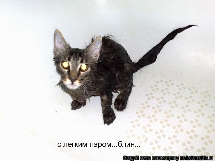 Котоматрица: с легким паром...блин...