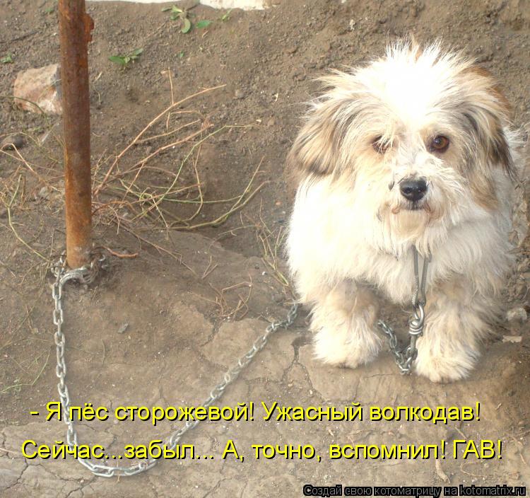 - Я пёс сторожевой! Ужасный волкодав! Сейчас...забыл... А, точно, вспомнил! ГАВ!... Котоматрица: - Я пёс сторожевой! Ужасный волкодав! Сейчас...забыл... А, точно, вспомнил! ГАВ!