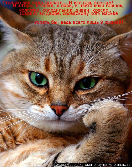 Котоматрица: Столько дел надо сделать... И все сам, все сам! И шторы, и тапки, и обои, и цветочный горшок, колготки, холодильник, диван, кресло.... Успеть бы, ве