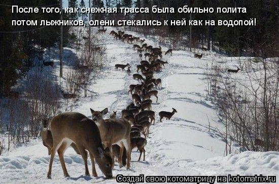 Котоматрица: После того, как снежная трасса была обильно полита потом лыжников, олени стекались к ней как на водопой!