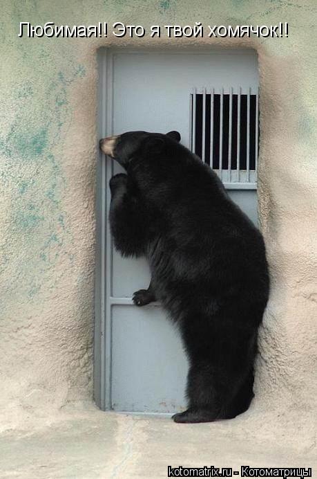 Любимая!! Это я твой хомячок!!... Котоматрица: Любимая!! Это я твой хомячок!!