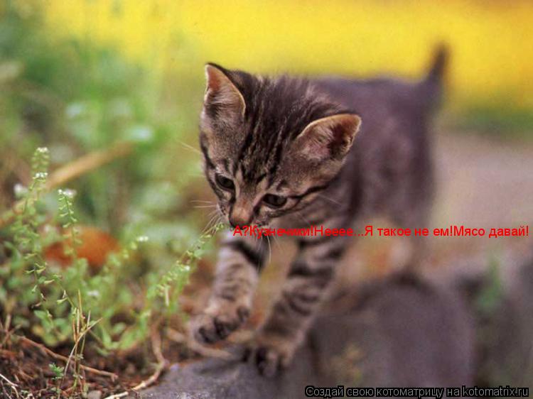 Котоматрица: А?Кузнечики!Нееее...Я такое не ем!Мясо давай!