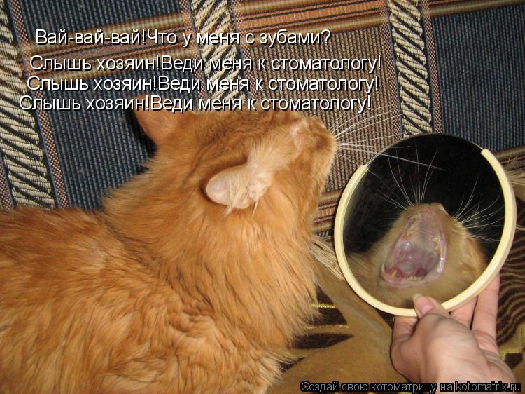 Котоматрица: Вай-вай-вай!Что у меня с зубами? Слышь хозяин!Веди меня к стоматологу! Слышь хозяин!Веди меня к стоматологу! Слышь хозяин!Веди меня к стомато
