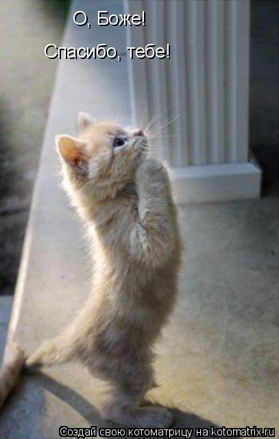 Котоматрица: О, Боже! Спасибо, тебе!