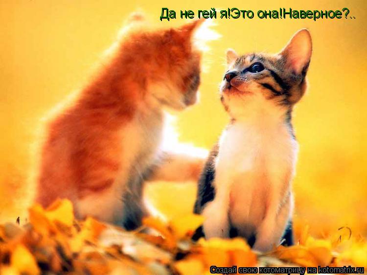 Котоматрица: Да не гей я!Это она!Наверное?..