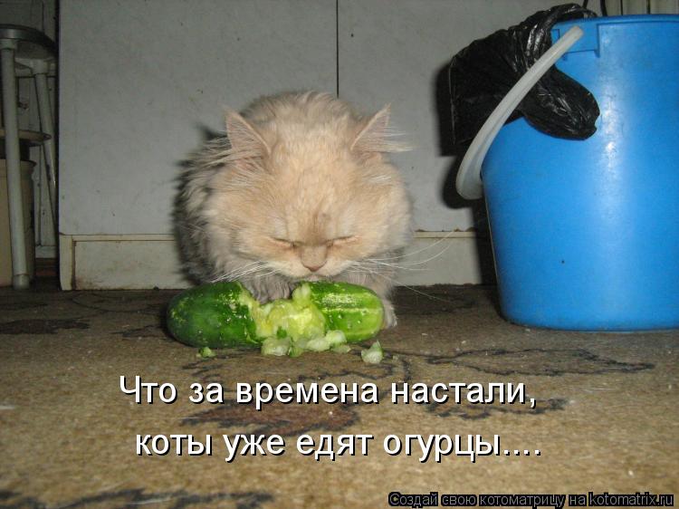 Котоматрица: Что за времена настали, коты уже едят огурцы....