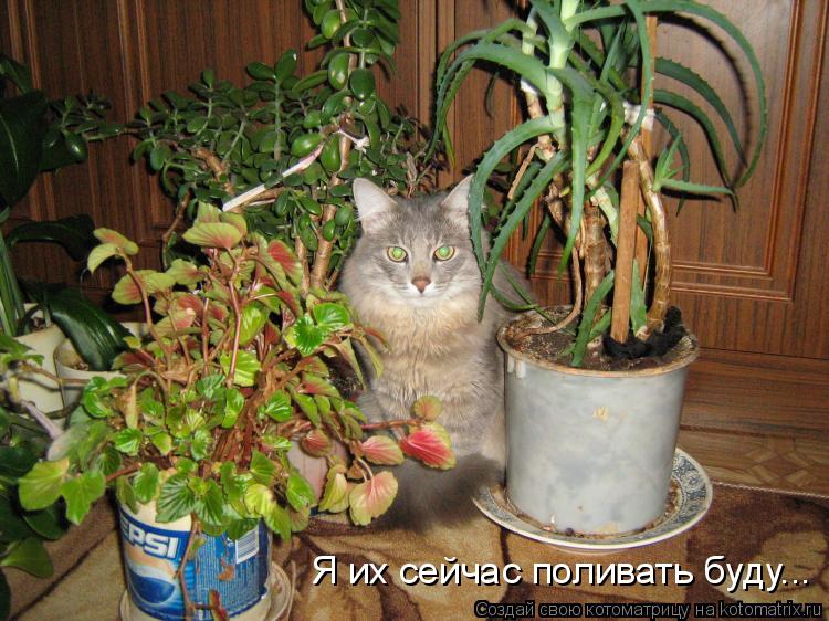 Котоматрица: Я их сейчас поливать буду...