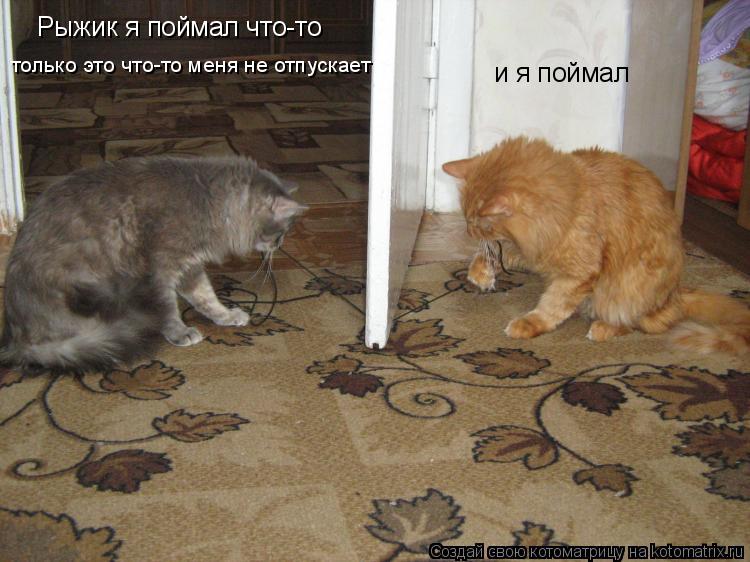 Котоматрица: Рыжик я поймал что-то и я поймал только это что-то меня не отпускает