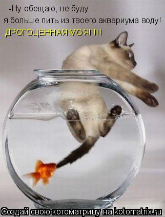 Котоматрица: -Ну обещаю, не буду  я больше пить из твоего аквариума воду! ДРОГОЦЕННАЯ МОЯ!!!!!