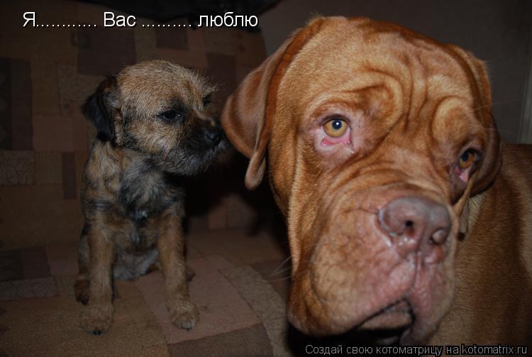 Котоматрица: Я............ Вас .......... люблю