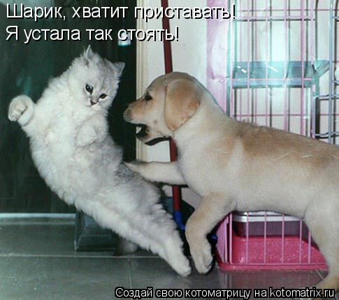 Котоматрица: Шарик, хватит приставать! Я устала так стоять!