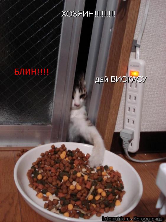 Котоматрица: ХОЗЯИН!!!!!!!!! дай ВИСКАСУ БЛИН!!!!