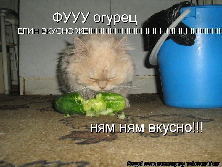 Котоматрица: ФУУУ огурец  ням ням вкусно!!! БЛИН ВКУСНО ЖЕ!!!!!!!!!!!!!!!!!!!!!!!!!!!!!!!!!!!!!!!!!!!!!!!!!!!!!!!!!!!!!!!!!!!!!