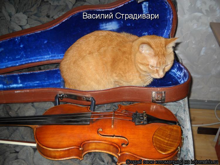 Котоматрица: Василий Страдивари