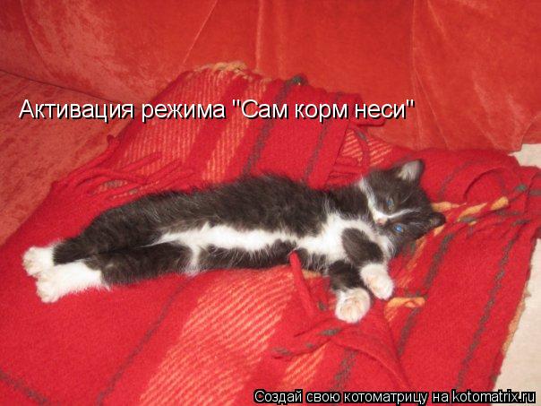 Котоматрица: Активация режима "Сам корм неси"