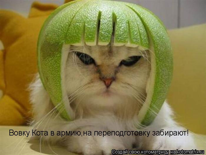 Котоматрица: Вовку Кота в армию,на переподготовку забирают!